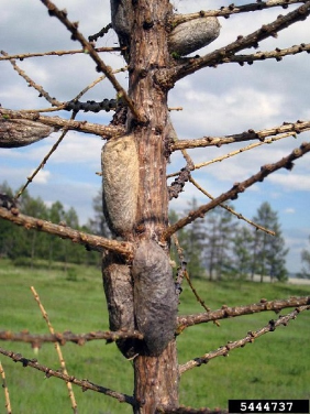 Sibirischer Seidenspinner - Kokons 